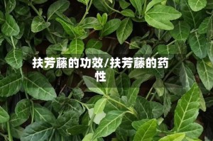 扶芳藤的功效/扶芳藤的药性