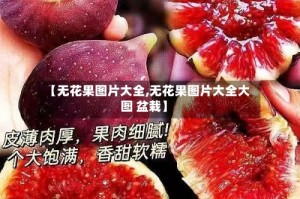 【无花果图片大全,无花果图片大全大图 盆栽】