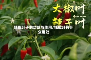 辣椒叶子的功效与作用/辣椒叶有什么用处