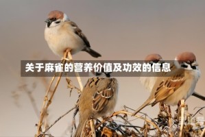 关于麻雀的营养价值及功效的信息