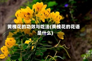 黄槐花的功效与吃法(黄槐花的花语是什么)