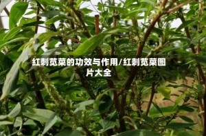 红刺苋菜的功效与作用/红刺苋菜图片大全
