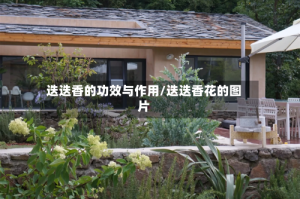 迭迭香的功效与作用/迭迭香花的图片