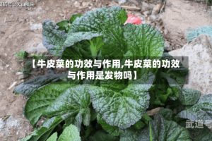【牛皮菜的功效与作用,牛皮菜的功效与作用是发物吗】