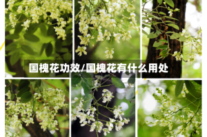 国槐花功效/国槐花有什么用处