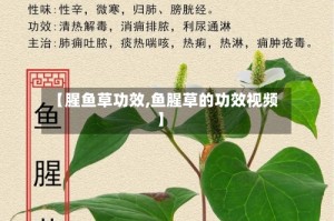 【腥鱼草功效,鱼腥草的功效视频】