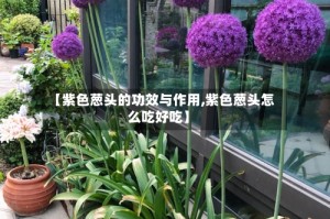 【紫色葱头的功效与作用,紫色葱头怎么吃好吃】