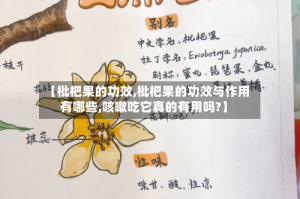 【枇杷果的功效,枇杷果的功效与作用有哪些,咳嗽吃它真的有用吗?】