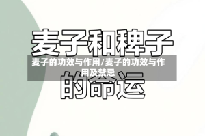 麦子的功效与作用/麦子的功效与作用及禁忌