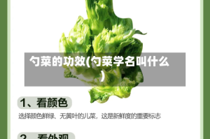 勺菜的功效(勺菜学名叫什么)