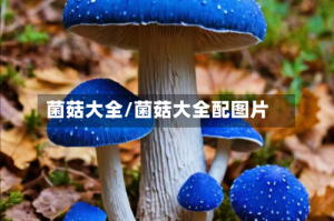 菌菇大全/菌菇大全配图片