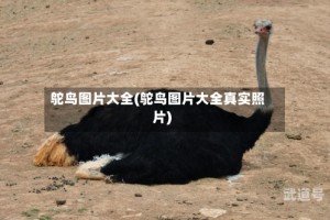 鸵鸟图片大全(鸵鸟图片大全真实照片)