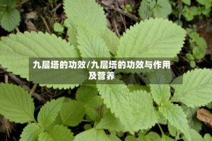九层塔的功效/九层塔的功效与作用及营养