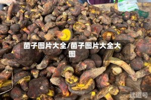 菌子图片大全/菌子图片大全大图