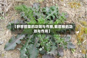 【野苦苣菜的功效与作用,菊苣根的功效与作用】