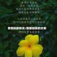 疫情捐款软文/疫情捐款的文案