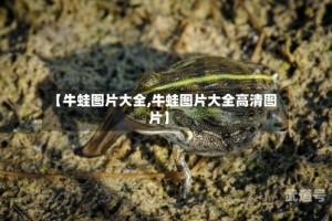 【牛蛙图片大全,牛蛙图片大全高清图片】
