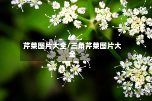 芹菜图片大全/三角芹菜图片大全