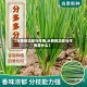 【分葱的功效与作用,分葱的功效与作用是什么】
