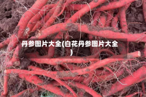 丹参图片大全(白花丹参图片大全)