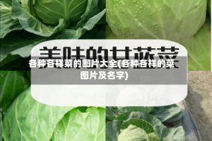 各种各样菜的图片大全(各种各样的菜图片及名字)