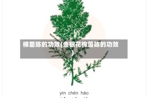 棉茵陈的功效(金银花棉茵陈的功效)