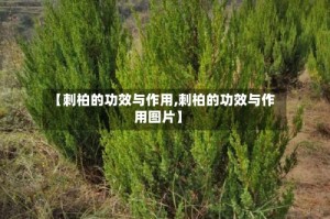 【刺柏的功效与作用,刺柏的功效与作用图片】