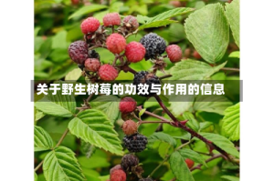 关于野生树莓的功效与作用的信息