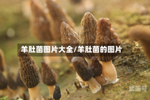 羊肚菌图片大全/羊肚菌的图片