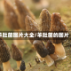 羊肚菌图片大全/羊肚菌的图片