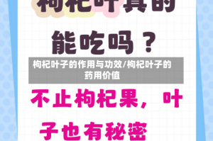 枸杞叶子的作用与功效/枸杞叶子的药用价值