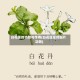 白花莲的功效与作用(白花莲草药图片功效)