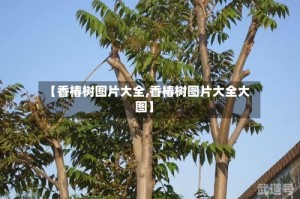 【香椿树图片大全,香椿树图片大全大图】