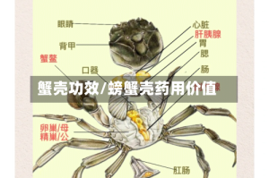 蟹壳功效/螃蟹壳药用价值
