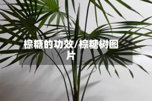 棕糖的功效/棕糖树图片