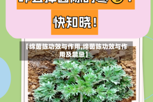 【绵茵陈功效与作用,绵茵陈功效与作用及禁忌】