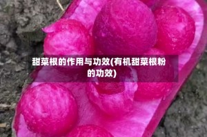 甜菜根的作用与功效(有机甜菜根粉的功效)