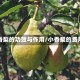 小香梨的功效与作用/小香梨的费用