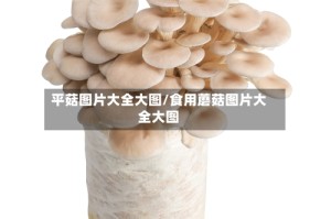 平菇图片大全大图/食用蘑菇图片大全大图