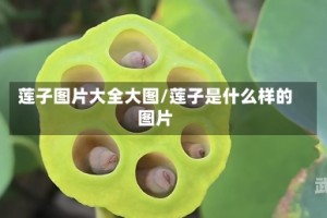 莲子图片大全大图/莲子是什么样的图片