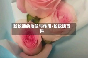 粉玫瑰的功效与作用/粉玫瑰百科