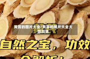 黄芪的图片大全/黄芪的图片大全大图高清