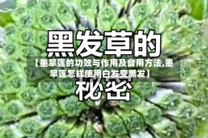 【墨旱莲的功效与作用及食用方法,墨旱莲怎样使用白发变黑发】