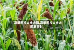 【高粱图片大全大图,高粱图片大全大图欣赏】