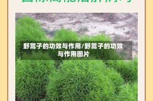 野蒿子的功效与作用/野蒿子的功效与作用图片