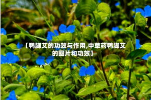 【鸭脚艾的功效与作用,中草药鸭脚艾的图片和功效】
