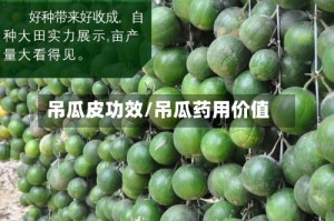 吊瓜皮功效/吊瓜药用价值