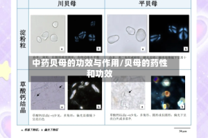 中药贝母的功效与作用/贝母的药性和功效