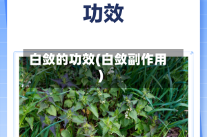 白敛的功效(白敛副作用)