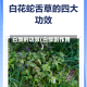 白敛的功效(白敛副作用)